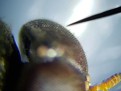 Brachycara slossonae