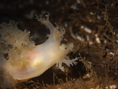 Dendronotus lacteus