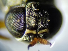 Brachycara slossonae