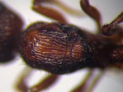 Myrmica sabuleti
