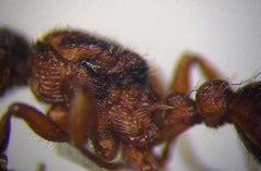 Myrmica sabuleti