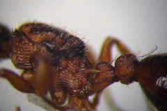 Myrmica sabuleti