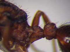 Myrmica sabuleti