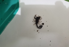 Centruroides tapachulaensis