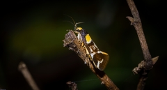 Epithymema helias