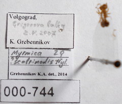 Myrmica sabuleti