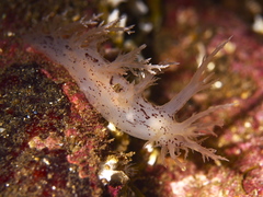 Dendronotus lacteus