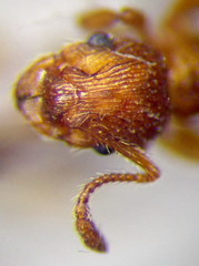 Myrmica sabuleti