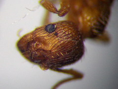Myrmica sabuleti