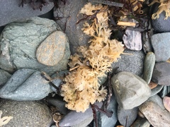 Chondrus crispus