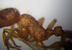 Myrmica sabuleti