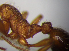 Myrmica sabuleti