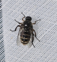 Ogcodes zonatus