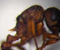 Myrmica sabuleti