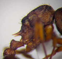 Myrmica sabuleti