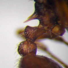 Myrmica sabuleti