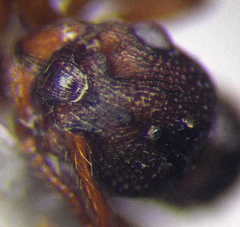 Myrmica sabuleti