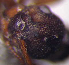 Myrmica sabuleti