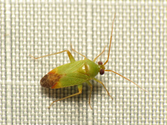 Phytocoris vanduzeei
