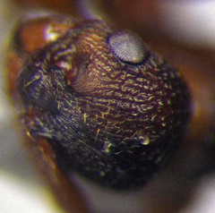 Myrmica sabuleti