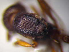 Myrmica sabuleti