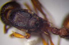 Myrmica sabuleti