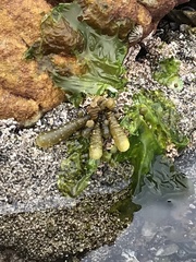 Splachnidium rugosum