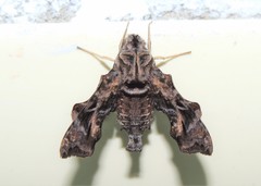 Neogurelca himachala himachala