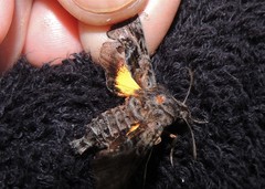 Neogurelca himachala himachala