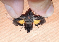 Neogurelca himachala himachala