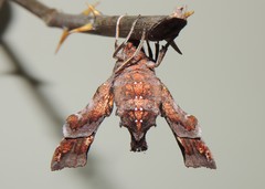 Neogurelca himachala himachala