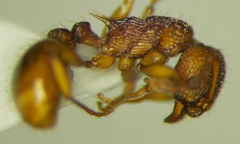 Myrmica sabuleti