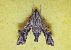 Neogurelca himachala himachala