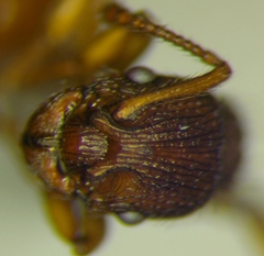 Myrmica sabuleti