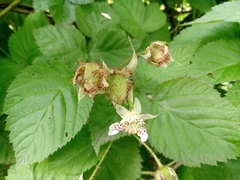 Rubus × loganobaccus