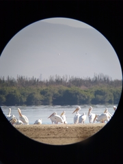 Pelecanus erythrorhynchos