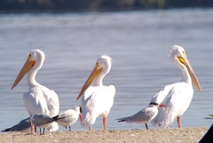 Pelecanus erythrorhynchos