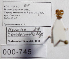 Myrmica scabrinodis