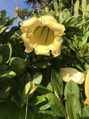 Solandra longiflora