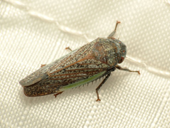 Hamana gelbata