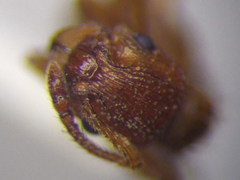 Myrmica scabrinodis