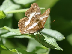 Limenitidini