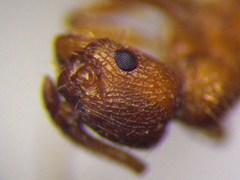 Myrmica scabrinodis