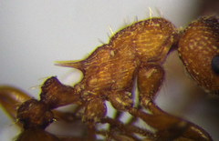 Myrmica scabrinodis
