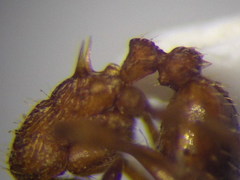 Myrmica scabrinodis