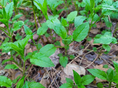 Stellaria bungeana