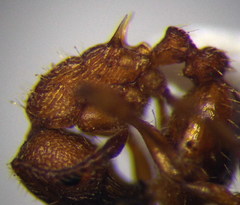 Myrmica scabrinodis