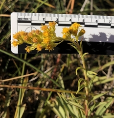 Solidago confinis