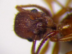 Myrmica scabrinodis