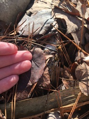 Eriotremex formosanus